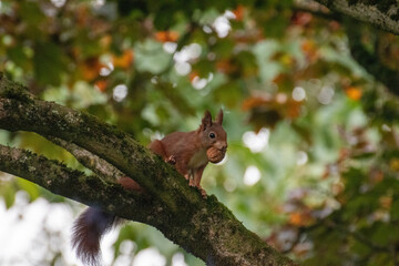 squirrel on a tree