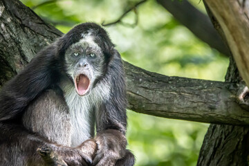 portrait of a spider monkey sitting in a tree