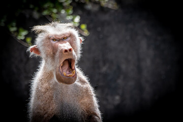 portrait of a mad baboon