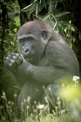 a  gorilla eating fruit