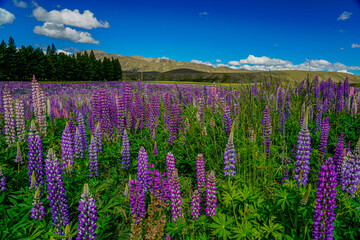 Fototapeta premium Traveling New Zealand and found this photos opportunity in Tekapo South Islanded, lovely mountings, trees and flowers