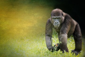 a gorilla walking through the grass © Ralph Lear