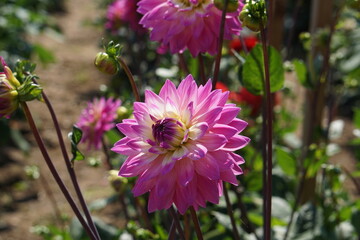 Fototapeta premium Pink dahlia in flower