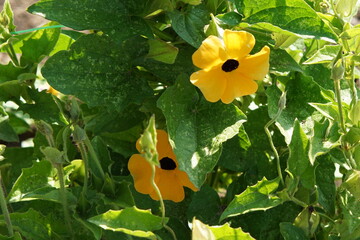 Thunbergia Susie mixed