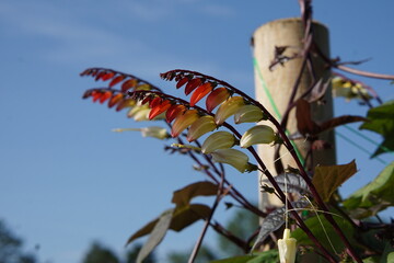 Mina lobata Spanish flag