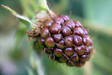 Blackberries ripen in the garden. A berry on a branch