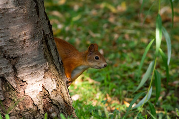 Red squirrel eat nuts on spring scene, Red squirrel sit on tree