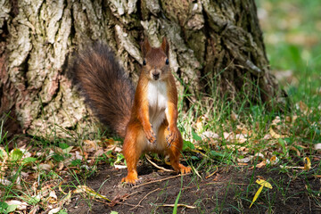Red squirrel eat nuts on spring scene, Red squirrel sit on tree