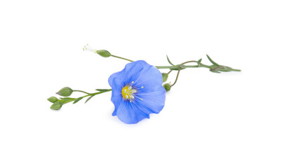 Beautiful light blue flax flower isolated on white