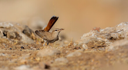 I share with you very beautiful frames of Rufous-tailed Scrub Robin bird in the wooded area in the nature environment ( Cercotrichas galactotes ) 