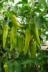 Unripen chilli peppers