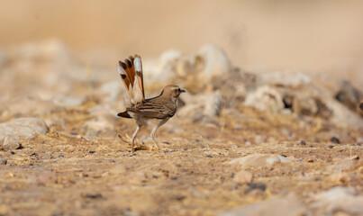 I share with you very beautiful frames of Rufous-tailed Scrub Robin bird in the wooded area in the...