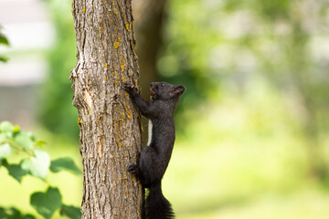Black squirrel sit on the ground and grass. beatiful springand summer scee