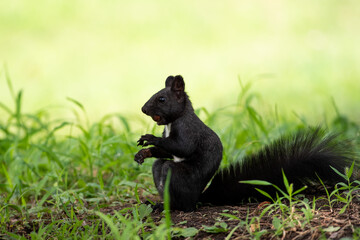 Black squirrel sit on the ground and grass. beatiful springand summer scee