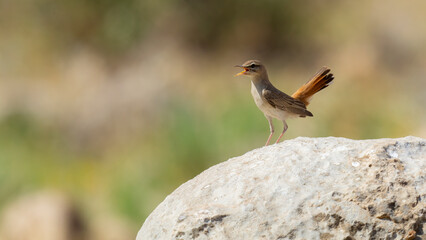 I share with you very beautiful frames of Rufous-tailed Scrub Robin bird in the wooded area in the nature environment ( Cercotrichas galactotes ) 