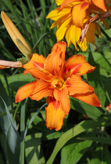 Orange Daylily flower, Derbyshire England
