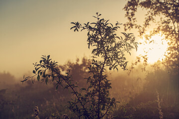 Fototapeta premium Vintage sunny background