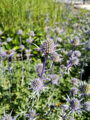 Bundesgartenschau – Buga Erfurt 2021