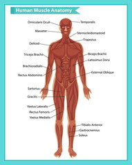 Human muscle anatomy with body anatomy