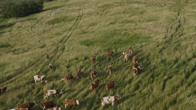 Aerial shot at golden hour. Cattle herd grazing on a large pasture. Eco friendly farming. Respect for animals