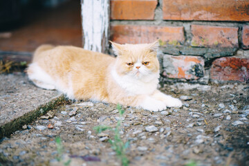 cute fluffy exotic cat lies on the doorstep