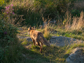Red fox from behind. Feldberg Hochtaunus during summer.