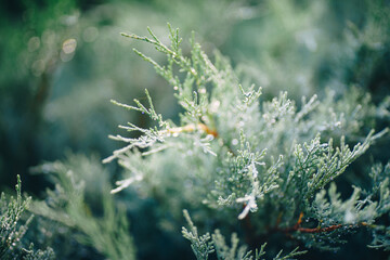 branch of green thuja in the park