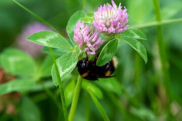 Bombus sit on the flower and grass, summer and spring scene. 
Bumblebee on pink flower