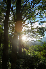 Beautiful scene misty forest with sun rays through the tree leaves,lens flare