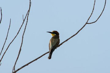 Merops apiaster sit on tree
Colorful European bee-eater sit on branch Volgograd region, Russia.
