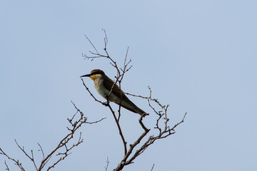 Merops apiaster sit on tree
Colorful European bee-eater sit on branch Volgograd region, Russia.

