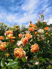 Bundesgartenschau – Buga Erfurt 2021