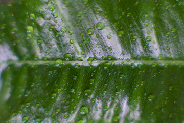close up of waterdrops on leaf