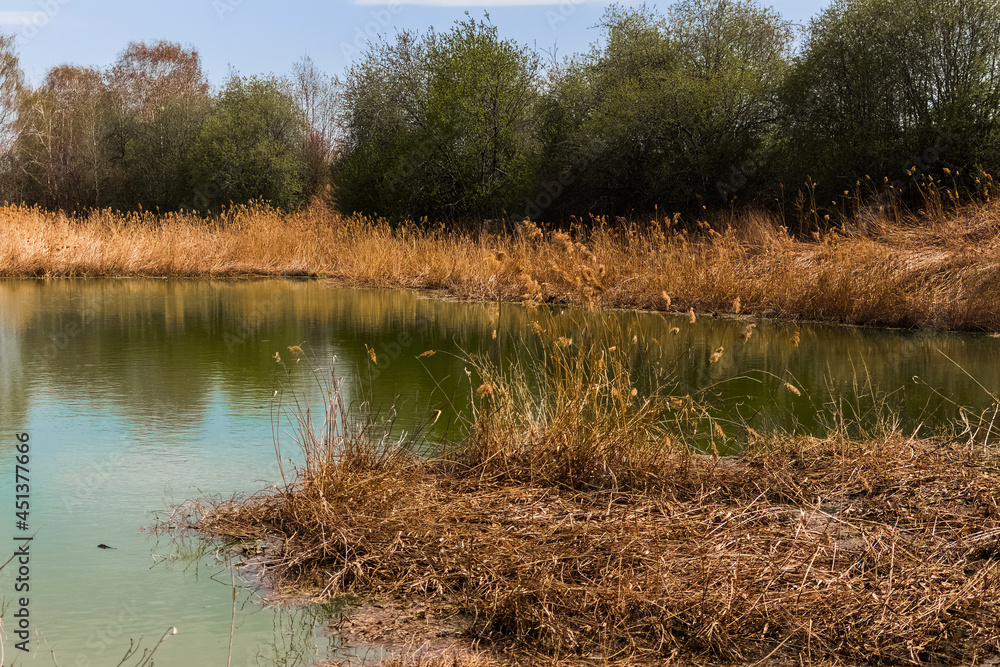 Wall mural reeds in the water