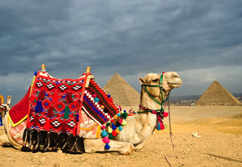 Camel in front of the Giza Pyramids in Cairo, Egypt
