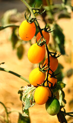  Close up of fresh yellow tomatoes still on the plant