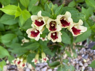 Obraz premium Alpine plants