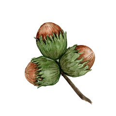 Hazelnut hand-drawn, watercolor isolated on white background