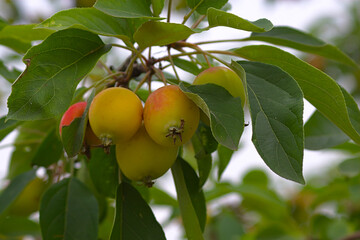 ripening fruit on a branch in late summer