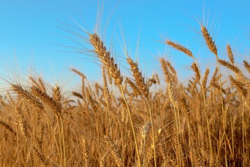 ears of wheat on blue sky