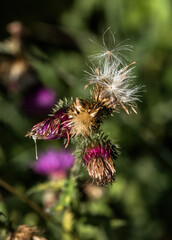 bee on thistle