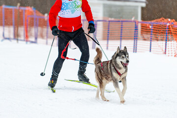 A musher man goes skiing for sled dog sleds during a race on the snow in winter on husky...