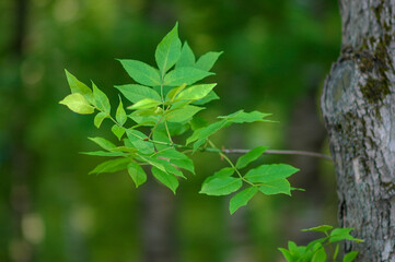 Obraz premium Green blossoming leaves on a tree branch in the forest. Bright natural background of nature.