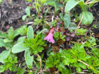 Alpine plants