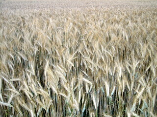 Ears of ripe wheat in a field close-up from above.