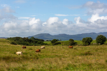 Fototapeta na wymiar Cattle grazing in a field in the West of Ireland on an August day with mountains in the background.