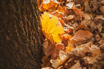 Fallen yellow maple leaf on the background of fallen leaves is highlighted by the setting sun