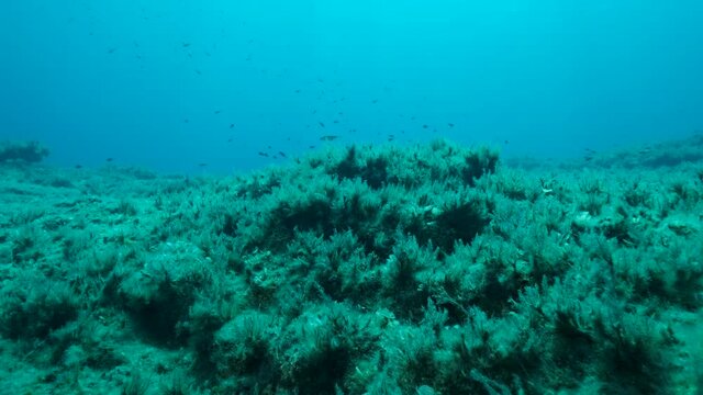 School of juvenile Mediterranean chromis fish (Chromis chromis) swims over rocky seabed covered with Brown Seaweed (Cystoseira). Camera moving forwards above sea bottom. 4K - 60 fps. Mediterranean Sea
