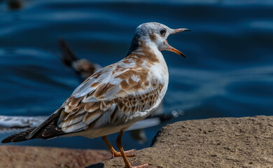 seagull on the rock