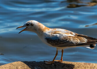 black headed gull
